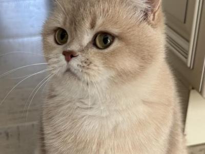 British Lilac Chinchilla - British Shorthair - Gallery Photo #1