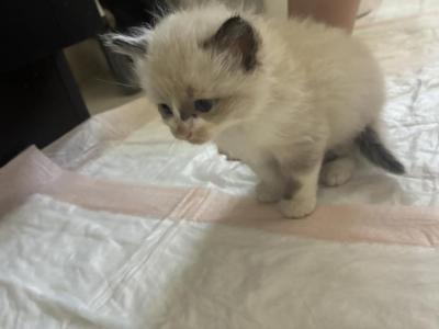 Oli - Ragdoll - Gallery Photo #1