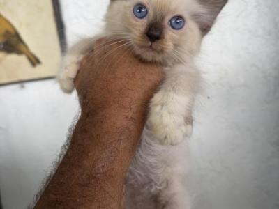 Susan - Ragdoll - Gallery Photo #1