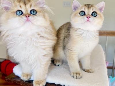 Golden British Brother And Sister - Brazilian Shorthair - Gallery Photo #1