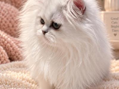 Bel Esprit Beauties - Persian - Gallery Photo #1