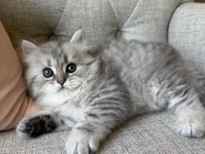 Bella - Siberian - Gallery Photo #1
