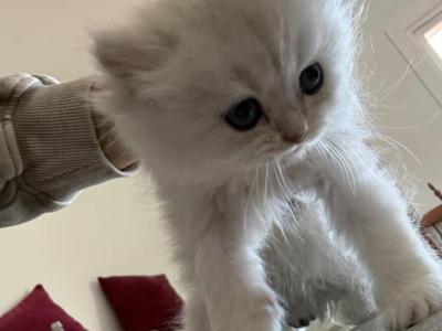 Lisa - Persian - Gallery Photo #1