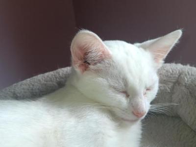 All White Siamese Mix - Siamese - Gallery Photo #1