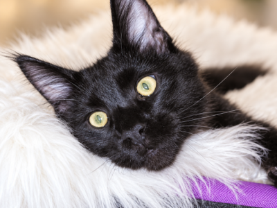Top Show European Maine Coon Kitten WCF Pedigree - Maine Coon - Gallery Photo #1