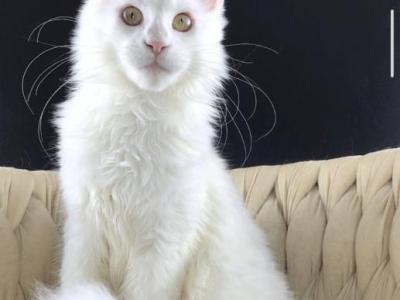 Xia - Maine Coon - Gallery Photo #1