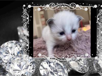 1 RESERVED 2 AVAILABLE Kats Ravishing Ragdolls - Ragdoll - Gallery Photo #1