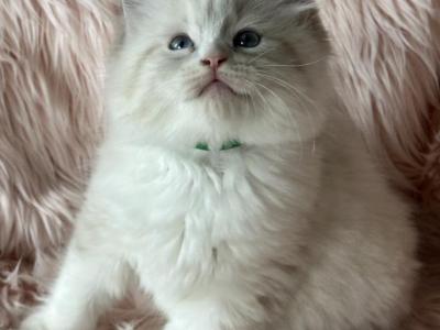 Maddie - Ragdoll - Gallery Photo #1