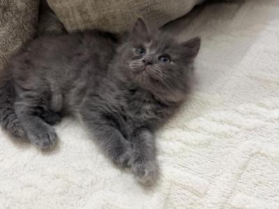 Luna - Persian - Gallery Photo #1