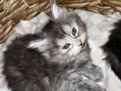 Beautiful Babies - Maine Coon - Gallery Photo #1