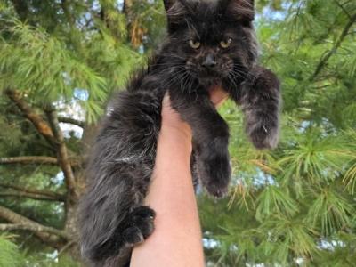 Mira And Gus - Maine Coon - Gallery Photo #1
