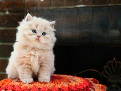 Mac - Persian - Gallery Photo #1