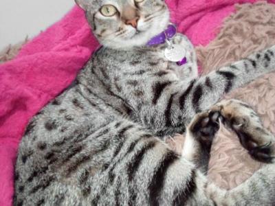 Baya - American Shorthair - Gallery Photo #1
