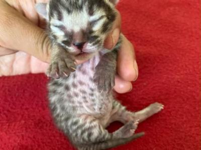 F4 Litter - Savannah - Gallery Photo #1