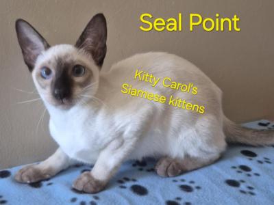 CFA Registered Siamese - Siamese - Gallery Photo #1