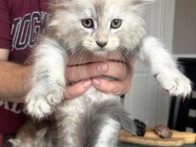 George Meowington - Maine Coon - Gallery Photo #1