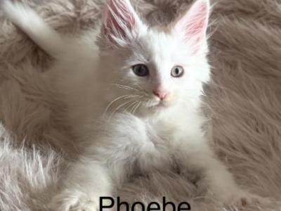Phoebe - Maine Coon - Gallery Photo #1