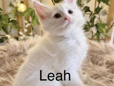 Leah - Maine Coon - Gallery Photo #1