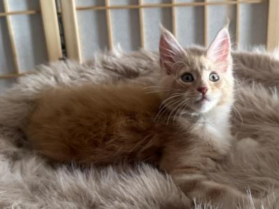 Rocky - Maine Coon - Gallery Photo #1