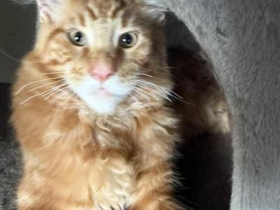 FiFi & Mittens Kittens - Maine Coon - Gallery Photo #1