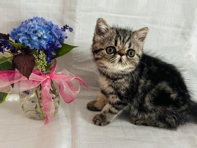Exotic Short Haired Kittens - Exotic - Gallery Photo #1