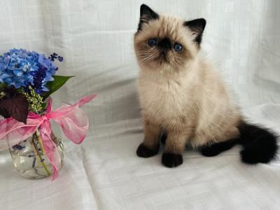 Exotic Short Haired Kittens - Exotic - Gallery Photo #1