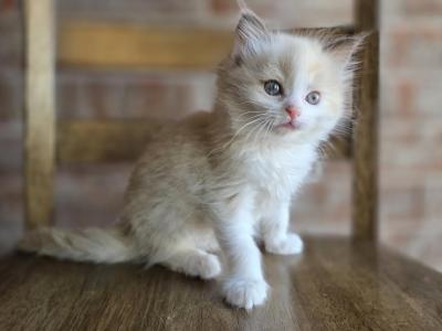 Dorian - Ragdoll - Gallery Photo #1