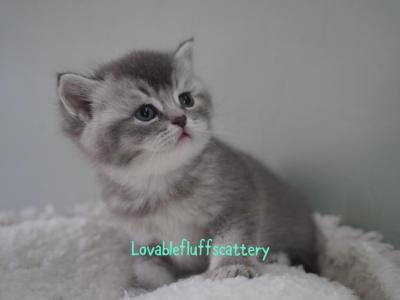 Cosmo - Scottish Straight - Gallery Photo #1
