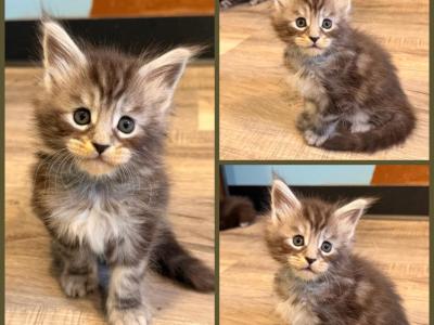 Dark Green Collar - Maine Coon - Gallery Photo #1