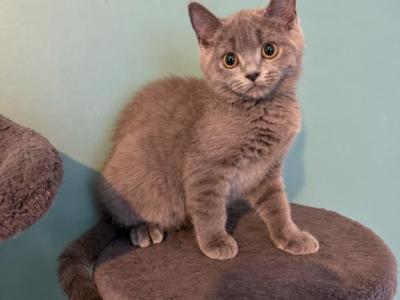 LILLY & LEO - Scottish Straight - Gallery Photo #1