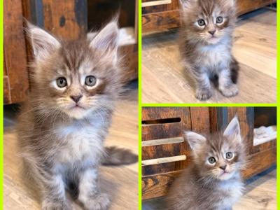Neon Green Collar - Maine Coon - Gallery Photo #1
