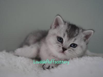 Mochi - Scottish Straight - Gallery Photo #1