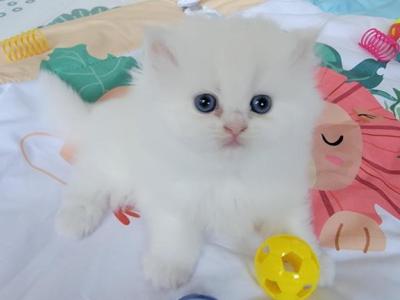 MUFFIN - Persian - Gallery Photo #1