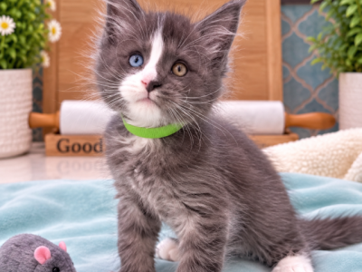 Goliath             Crème De La Crème Litter Green - Maine Coon - Gallery Photo #1