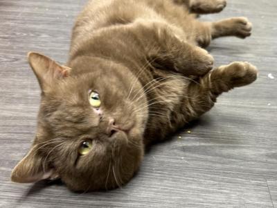 Cheeseburger - Munchkin - Gallery Photo #1