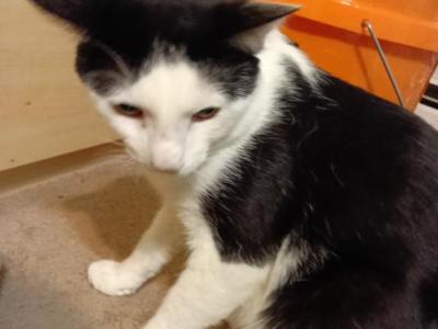 Macha And Oreo - Domestic - Gallery Photo #1
