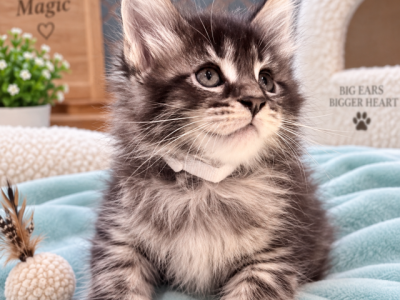 Cosmo - Maine Coon - Gallery Photo #1