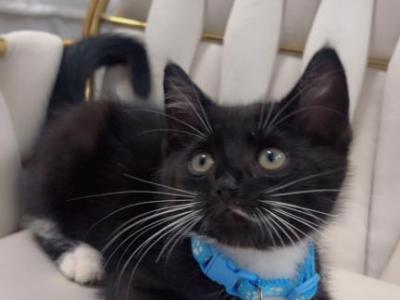 Male Tuxedo Kitten - American Shorthair - Gallery Photo #1