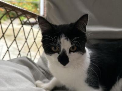 Preshis - Domestic - Gallery Photo #1