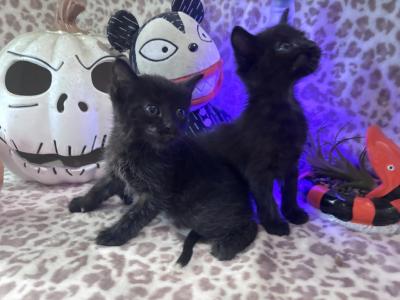 Two Male Black Six Week Old Kittens - Bombay - Gallery Photo #1