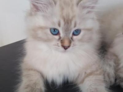 Moana - Siberian - Gallery Photo #1