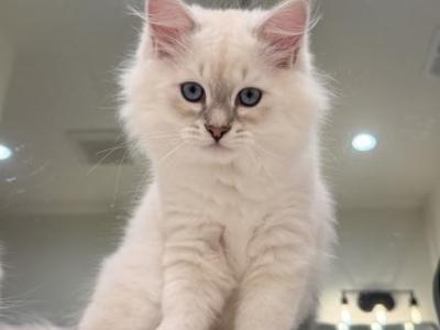 1 - Siberian - Gallery Photo #1