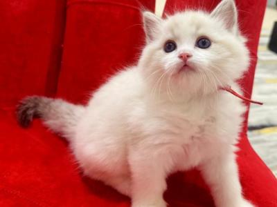 Ares - Ragdoll - Gallery Photo #1