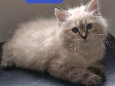 Simba - Siberian - Gallery Photo #1