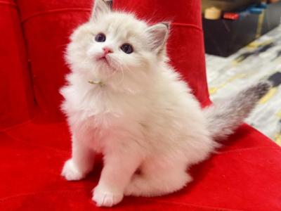 Hebe - Ragdoll - Gallery Photo #1