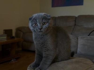 Oliver - Scottish Fold - Gallery Photo #1