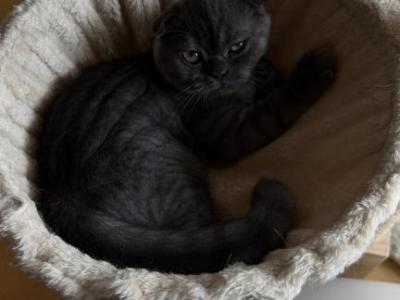 Tiger - Scottish Fold - Gallery Photo #1