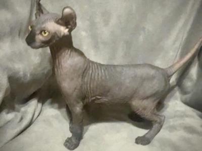 Elf Ear Gray Blue Male Gold Eyes - Sphynx - Gallery Photo #1