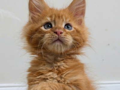 York - Maine Coon - Gallery Photo #1