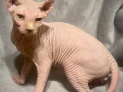 Pink Elf Ear Male - Sphynx - Gallery Photo #1